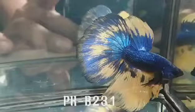 Male Betta Mustard Gas green/blue/black ROSETAIL Over Halfmoon Our Choice (CBM-1017)