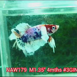 H Live Male Betta Candy Dumbo Big Ear Plakat (NAW-179) what you see what you get!
