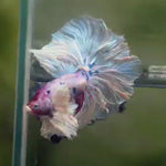 Live Male Betta Fancy Marble Over Halfmoon Rosetail (MKP-534) High quality What you see what you get!!