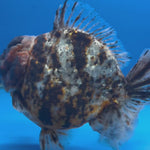 Thai Oranda Tri-Color Tiger 4.5" Male(NKT-CK-1579)BLUETUB-B