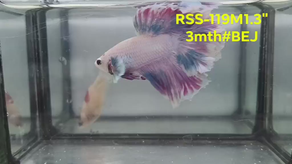 Live Male Betta Fancy Purple Light Halfmoon Rosetail (RSS-119) High quality what you see what you get!!