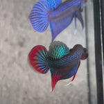 Live Male Betta Green Red Original Imbellis Wild Plakat (BID-188) High quality what you see what you get!!