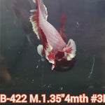 H Live Male Betta Copper Fancy Dragon Plakat (JUB-422) What you see What you get!