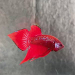 Live Male Betta Red Fantasy Hybrid Wild Plakat (BID-157) High quality What you see What you get!!