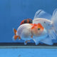 Thai Ranchu Red and White 2.50 inch Body Female (G-FEB-101)R2B11
