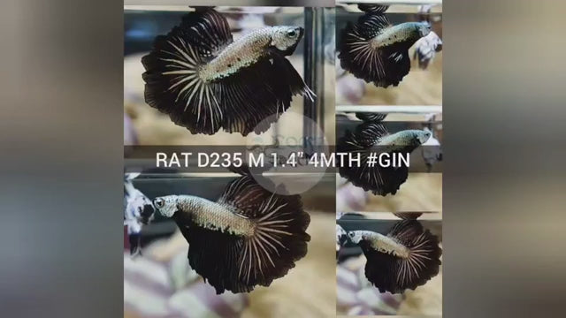 Male Betta Silver Dragon Mohawk Over Halfmoon Our Choice (CBM-1104)