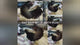 Male Betta Silver Dragon Mohawk Over Halfmoon Our Choice (CBM-1104)