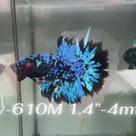Live Male Betta Blue Black Galaxy Avatar Halfmoon (Sky-610) High quality what you see what you get!!