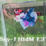 Live Male Betta Fancy Koi Dumbo big ear Plakat (Sky-1164) High quality what you see what you get!!