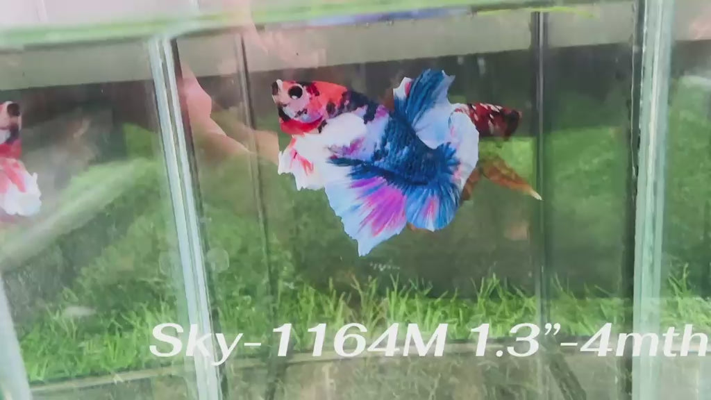 Live Male Betta Fancy Koi Dumbo big ear Plakat (Sky-1164) S049 High quality what you see what you get!!