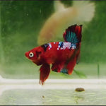 H Live Male Betta Red Koi Plakat (NAW-133) what you see what you get!