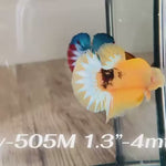 Live Male Betta Fancy Yellow Helboy Startail Plakat (Sky-505)High quality what you see what you get!!