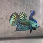 Live Male Betta Green Alien Hybrid wild Plakat (BID-49)S144✔️ High quality what you see what you get!!