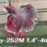 Live Male Betta Fancy Purple pink pastel colors Halfmoon Rosetail (Sky-252)High quality what you see what you get!!
