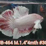 Live Male Betta Fancy Copper Light tone Dumbo Plakat (JUB-464) What you see what you get!