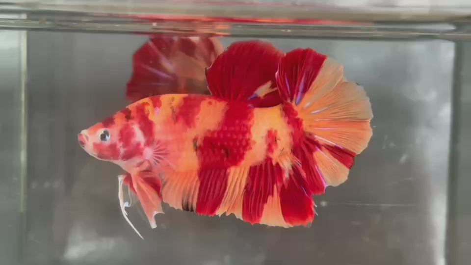 Live Male Betta Nemo Fire Two tone Giants Plakat (TNK-A335) High quality What you see What you get!!