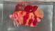 Live Male Betta Nemo Fire Two tone Giants Plakat (TNK-A335) High quality What you see What you get!!