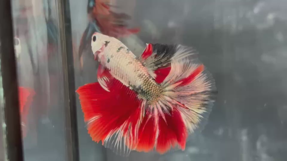 Live Male Betta Fancy Red Copper Dragon Over Halfmoon (TNK-A843) High quality what you see what you get!!