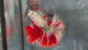 Live Male Betta Fancy Red Copper Dragon Over Halfmoon (TNK-A843) High quality what you see what you get!!
