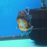Thai Oranda Red Kirin Shogun Farm 3.5" Body Female 8mths(FEB-556)R3A02