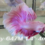 Live Male Betta Purple Pink Salamander Halfmoon (Sky-647) High quality what you see what you get!!