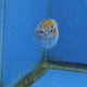 Thai Ranchu Calico Tiger 2.50" Body (FEB-881)R2B06