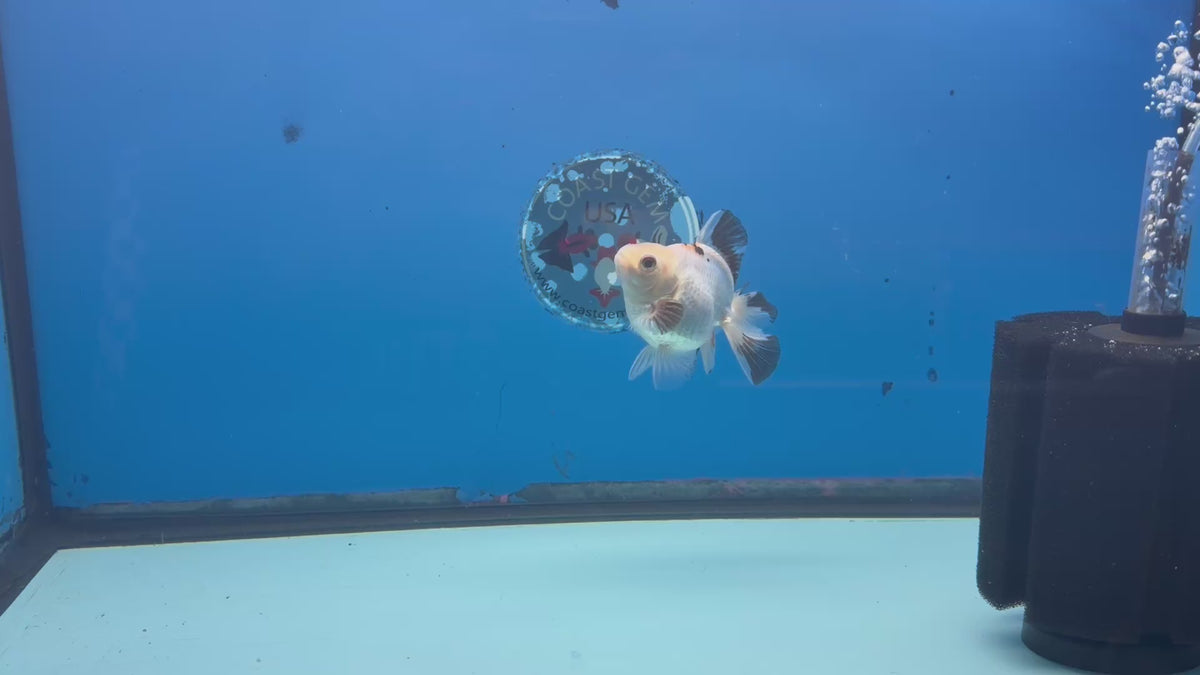 Thai Oranda Lemonhead Tri 3in Male (FEB-299)R2B09