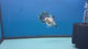Thai Oranda Lemonhead Tri 3in Male (FEB-299)R2B09