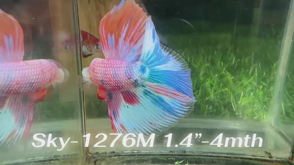 Live Male Betta Candy Koi Halfmoon (Sky-1276) High quality What you see What you get!!