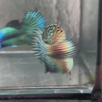 Live Male Betta Copper Alien Hybrid Wild Plakat (BID-170) High quality What you see What you get!!