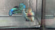 Live Male Betta Copper Alien Hybrid Wild Plakat (BID-170) S192 High quality What you see What you get!!