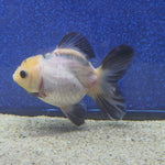 Thai Oranda Lemon head Panda 2.7” Female(FEB-651)R3B21