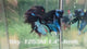 Live Male Betta Blue Black Galaxy Avatar Halfmoon (Sky-1253) High quality What you see What you get!!