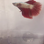 Live Betta High Grade Fancy Copper Scales Over Halfmoon Male (LLL-1026) What you see is what you get!