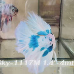 Live Male Betta Blue Marble Polkadot Halfmoon (Sky-1117)S009 High quality What you see What you get!!
