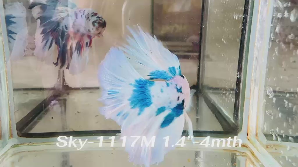 Live Male Betta Blue Marble Polkadot Halfmoon (Sky-1117)xx High quality What you see What you get!!