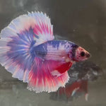 Live Male Betta Purple pink Fancy marble Halfmoon (KSA-A539)High quality what you see what you get!!