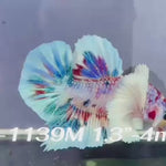 Live Male Betta Fancy Koi Dumbo big ear Plakat (Sky-1139)S008 High quality What you see What you get!!