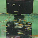 Live Freshwater Aquarium Red Beckford Pencilfish