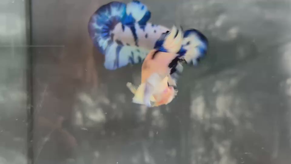 Live Male Betta Blue Marble Polkadot Plakat (TNK-A758) High quality What you see What you get!!