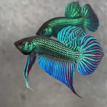 Live Male Betta Green Original Mahachai Wild Plakat (BID-105)S070 High quality what you see what you get!!