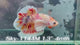 Live Male Betta Candy Nemo Dumbo big ear Plakat (Sky-1144) High quality What you see What you get!!