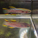 Live Tropical Fish Gardnerii Killifish Pair 1 Male + 1 Female