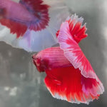 Live Male Betta Fancy Pink Lavender Halfmoon (TNK-A727) High quality what you see what you get!!