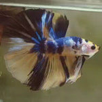 Live Male Betta Yellow Tiger Koi OverHalfmoon (MKP-528)  High quality what you see what you get!!