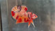 Live Male Betta Orange Copper Nemo Metallic Plakat (TNK-A765) High quality What you see What you get!!