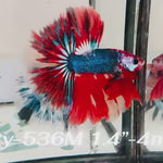 Live Male Betta Fancy Red Koi Halfmoon (Sky-536)High quality what you see what you get!!