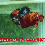 H Live Male Betta Classic Nemo Koi Plakat (NAW-136) what you see what you get!
