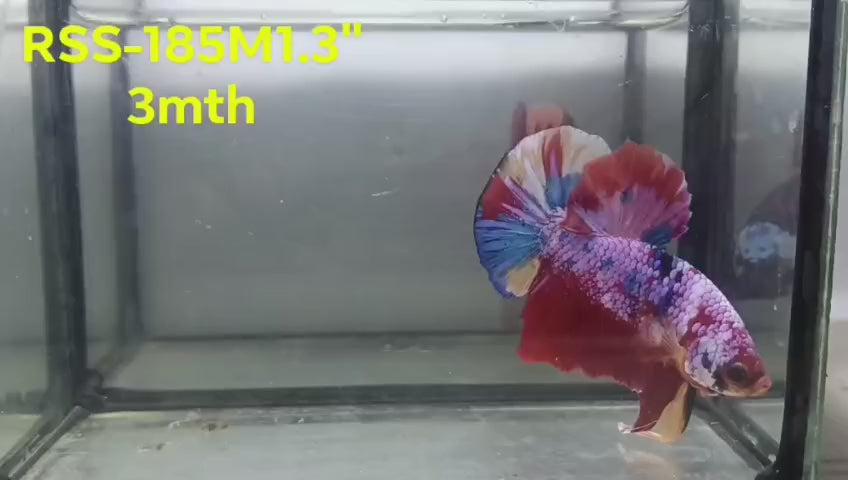 Live Male Betta Candy Sweet colors Plakat (RSS-185)High quality what you see what you get!!