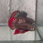 Live Male Betta Copper Red Imbellis Hybrid Wild Plakat (BID-152) High quality What you see What you get!!